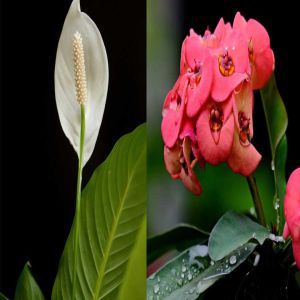 5 plantas que você deve ter cuidado ao ter em casa