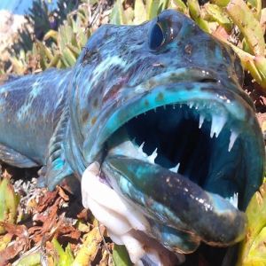 Conheça o peixe com carne azul brilhante e mais de 500 dentes