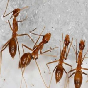 Formigas assassinas de pássaros são erradicadas do Pacífico