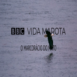 BBC Vida Marota – O Marcorácio do mato