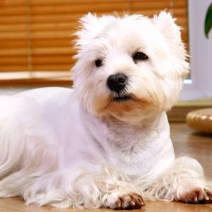 Poucos Sabem, Mas Essas São As 10 Raças de Cachorro Sem Mau Cheiro