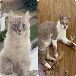 16 Vezes que as pessoas voltaram para casa e descobriram que tinham um gato