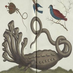 Os animais fantásticos que já se acreditou existirem.