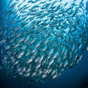 Mudanças climáticas podem extinguir 60% espécies de peixes