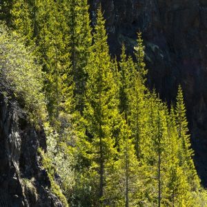 A luta nas florestas da Alemanha