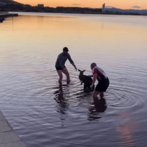 Canguru agradece rapaz por salvar sua vida