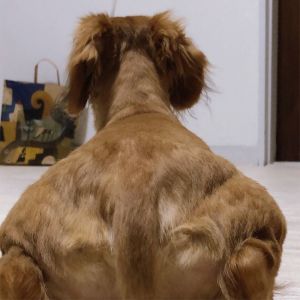 Um usuário compartilhou uma foto atrás da costa do cachorro, e virou meme