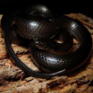 10 características e curiosidades sobre a cobra mulçumana