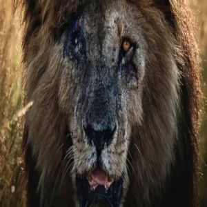 O leão mais famoso do mundo, morre aos 14 anos