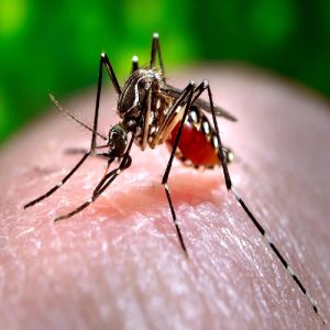 Curiosidades que você não sabia sobre o mosquito da Dengue