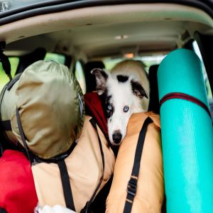 Dicas para uma viagem tranquila com seu pet
