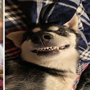 36 fotos de animais de estimação sendo totalmente idiota