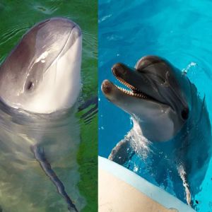 10 animais que são parecidos mas não são os mesmos