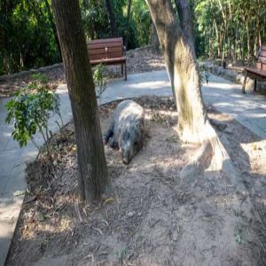 Javali rouba 18 cervejas, fica bêbado e ataca vaca