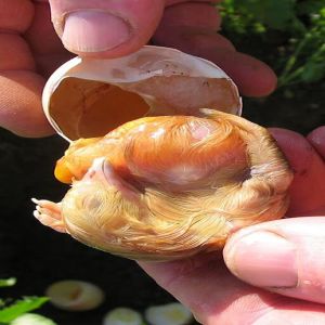 Crescendo um pintinho em um ovo aberto