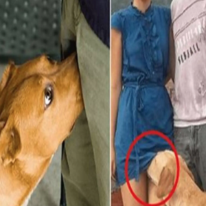 Por que os cachorros cheiram as nossas partes íntimas?