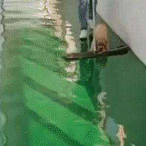 O cachorro da limpeza