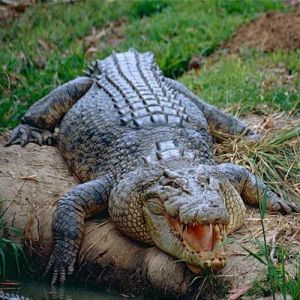 Gigantes! Os 14 maiores animais do mundo