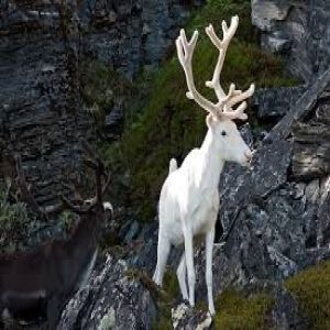 10 animais albinos que são os mais bonitos do mundo 