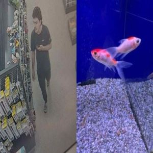 Homem entra em petshop e engole peixe vivo em 