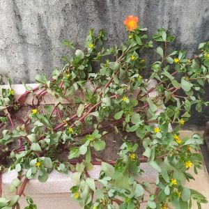 Nem justo demais, nem sábio demais