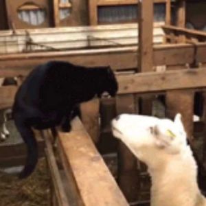  Sai daqui, seu folgado