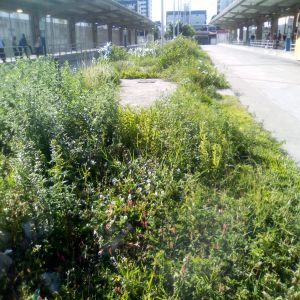 Terminal novamente tomado pelo mato