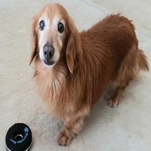 Os 5 animais mais velhos do mundo que ainda estão vivos