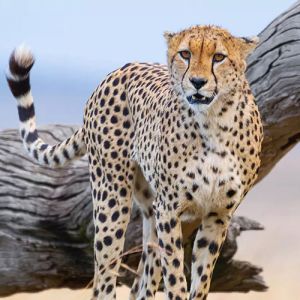 Conheça os 10 animais mais rápidos do mundo, seja em terra, no mar ou nos ares!