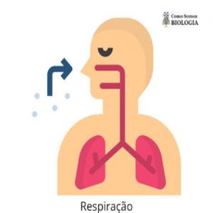 Por que temos que respirar?