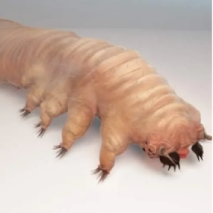 Esse bichinho que vive em nosso corpo e você nem imagina aonde e o que ele pode causar