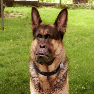 40 animais híbridos criados pelas pessoas da internet