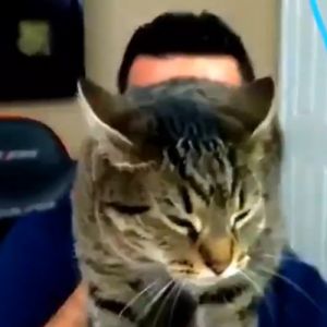 Quando o capiroto se apossa do seu felino