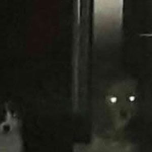 Os cachorros estão me olhando estranho