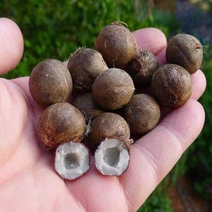 Coquitos - Os minúsculos cocos da Palmeira do chile