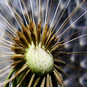 O que são traqueófitas?