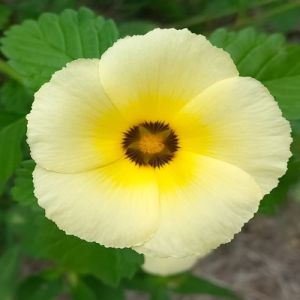 Nem Salomão em toda a sua glória