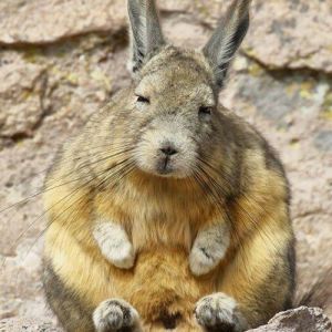 Conheça Viscacha: esta criatura muito pouco divertida e sonolenta