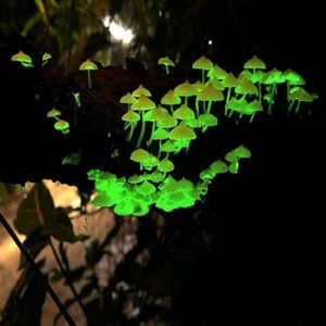 A beleza dos cogumelos bioluminescentes 