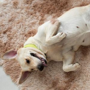 Dicas Práticas e Rápidas para Combater Pulgas e Carrapatos