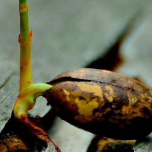 A dança oculta das raízes