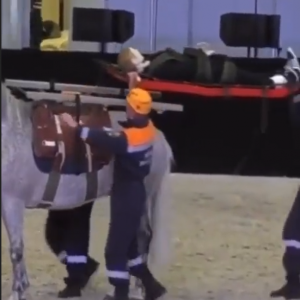 Treinamento de resgate envolvendo cavalo tem final inusitado.