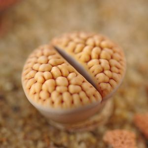 Confira algumas plantas e flores que você nunca viu antes #4