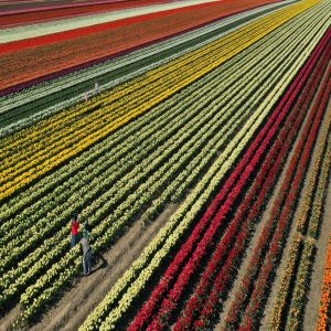 Uma explosão de cores nos campos cobertos de tulipas