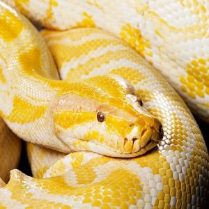 Curiosidades e tudo sobre a cobra píton amarela