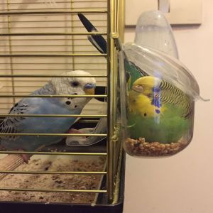 Animais que foram pegos em flagrante #5