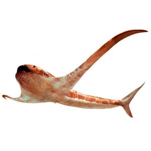 Este tubarão estava pelo oceano 93 milhões de anos atrás