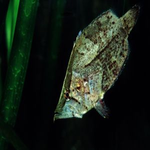 O peixe que imita uma folha de árvore morta para pegar uma presa desavisada