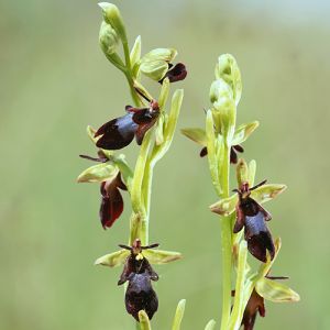 Polinização das plantas: as 9 mais impressionantes adaptações