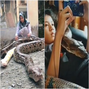 Menina de 14 anos tem seis cobras pítons gigantes como animais de estimação